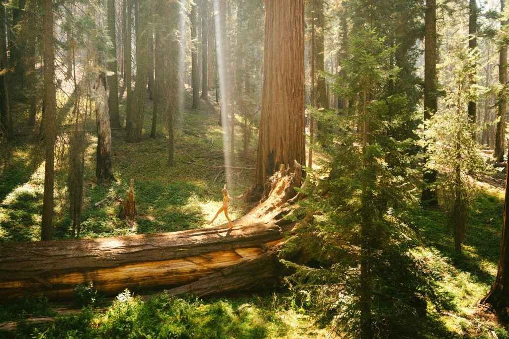 Cora Keegan nue au Parc National du Séquoia